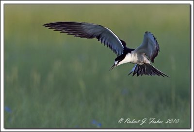 Sooty Tern