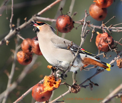 Bohemian Waxwing Eating Apples