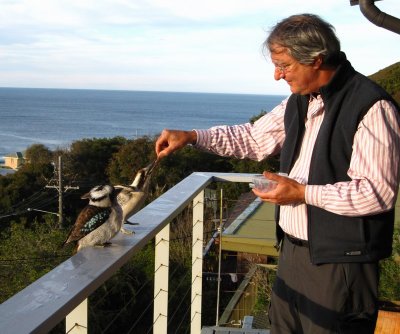 Feeding the Kookaburras