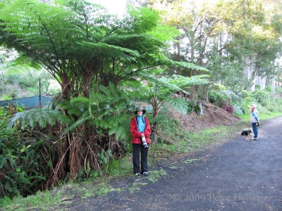 Under the Spreading Fern