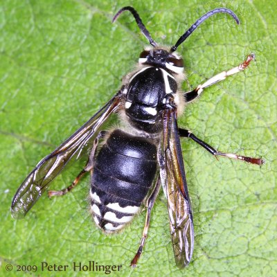 Baldfaced Hornet