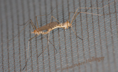 Mating Craneflies