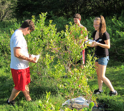 Domenic, JonCarlo & Morgan picking blueberries