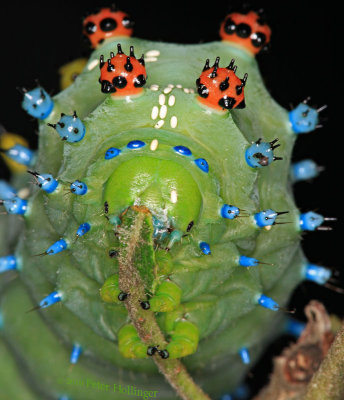 Cecropia Moth Caterpillar in an Apple Tree