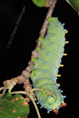 Cecropia Moth Caterpillar