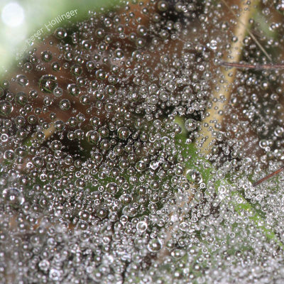 Dewdrops