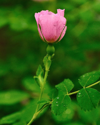 wild mountain rose