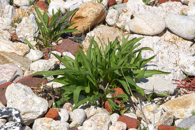 Plant in the rocks.