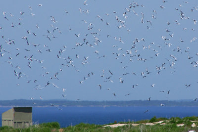 Terns swirling over Seavey Island.
