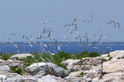 Terns rising on Seavey Island.