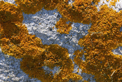 Yellow-orange lichen.