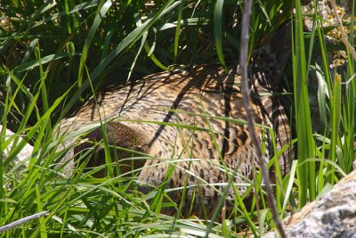 Eider duck nesting in grass.