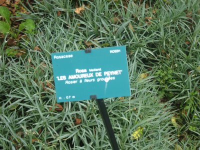 ROSA  AMOUREUX  DE  PEYNET