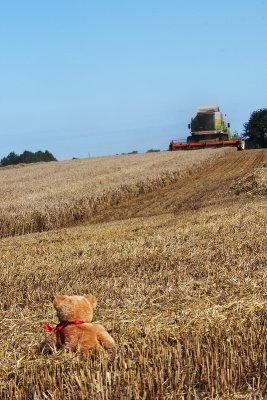 Harvesting in the countryside near Hornbaek