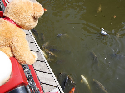 Feeding carp in the Tivoli lake....