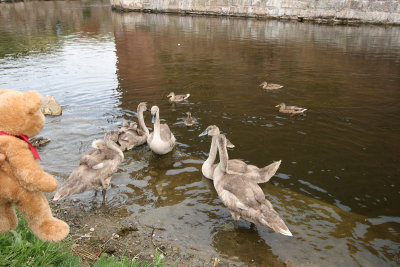 Lunch time by the moat.