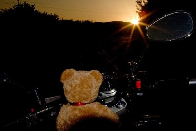 The biker bear's sunset