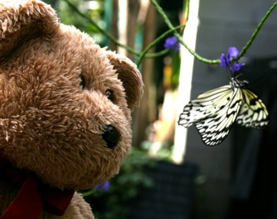 Big Hug little Butterfly?