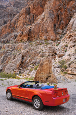 Wow ! A Convertible ! My fur can't wait to be blown!