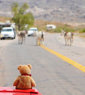 But what are those animals doing????