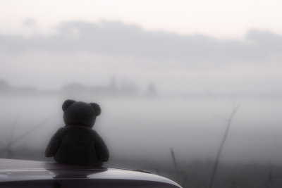 Watching the mist rising on the marshes at Waxham...