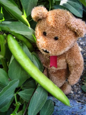 First of all, let's go to pick up broad beans!