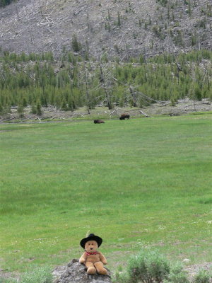 We saw some Bison grazing