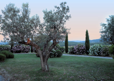 Oh, olive tree! Olive oil  from Tuscany is one of the best of the world!
