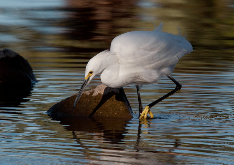 Snowy  Egret__MG_6762 spb.jpg