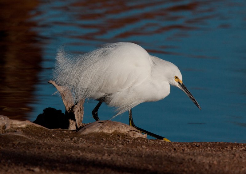Snowy  Egret__MG_6702 spb.jpg