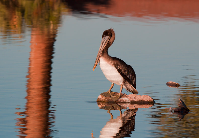 Brown Pelican (Immature) IMG_2470