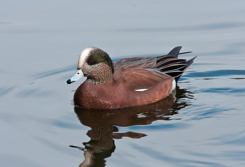 American Wigeon - IMG_6091.jpg