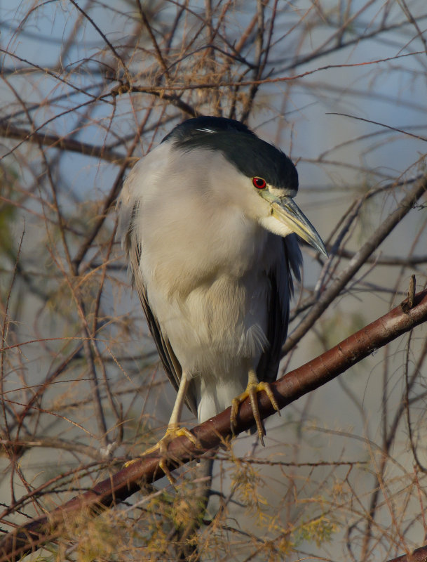 Night Heron (Adult Male) IMG_6492.jpg