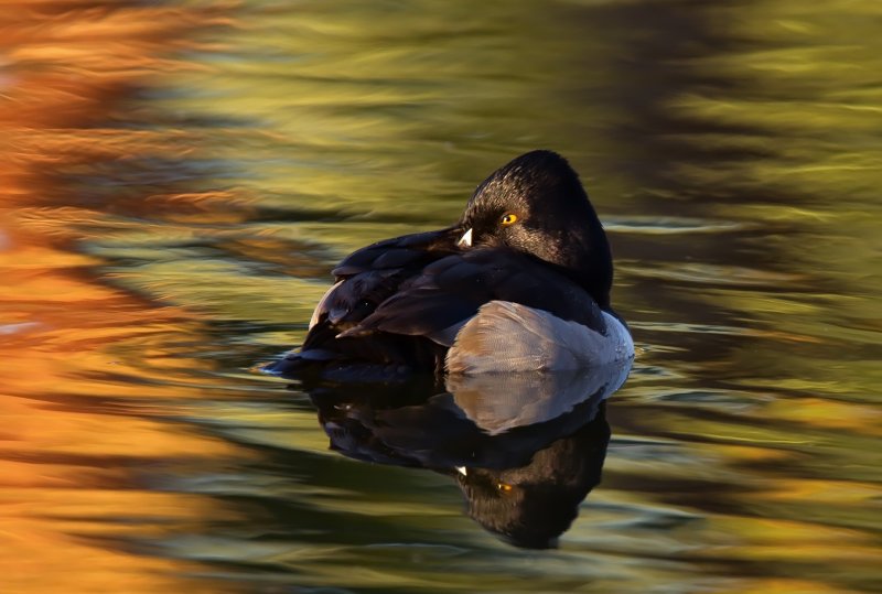 Ring Necked Duck  IMG_6758.jpg