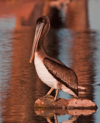 Brown Pelican IMG_2404