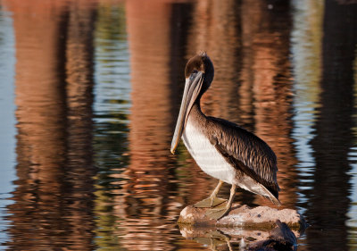 Brown Pelican IMG_2488