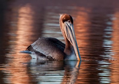 Brown Pelican IMG_2348.jpg