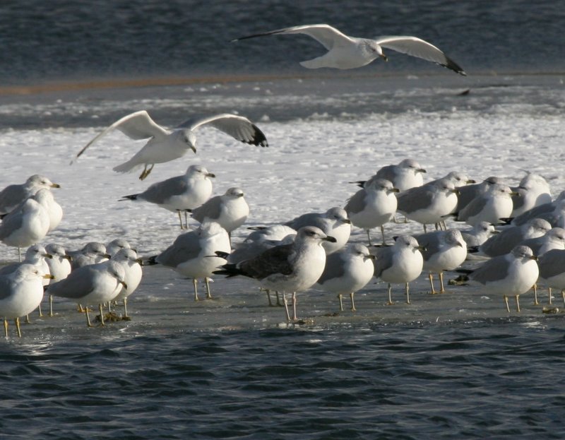 Lesser Black-backed Gull