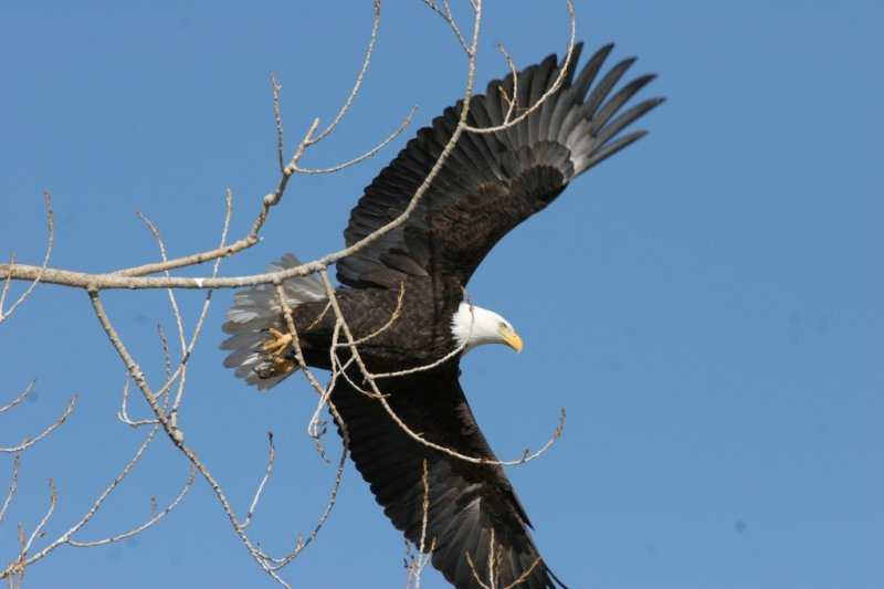 Bald Eagle