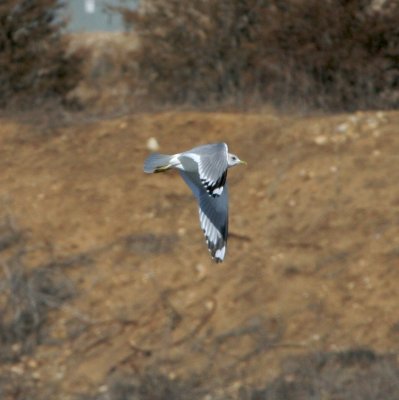 Mew Gull (Second Sighting) #2