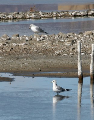 Mew Gull (Second Sighting) #12