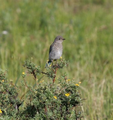 Mountain Bluebird