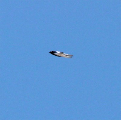 g1/03/475403/3/109377276.hWbFlUsL.jpg