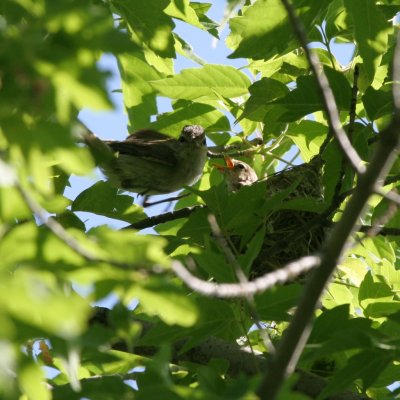 Warbling Vireo feeding young
