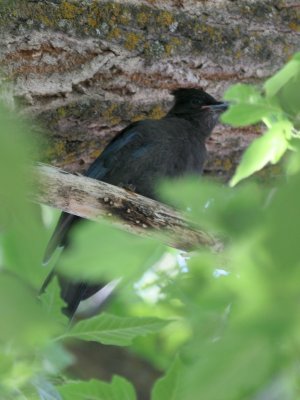 Steller's Jay juvenile