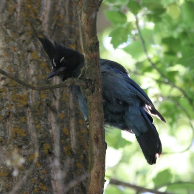 Steller's Jay
