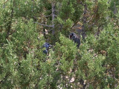 Pinyon Jay young with parent