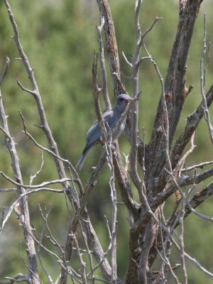 Pinyon Jay juvenile