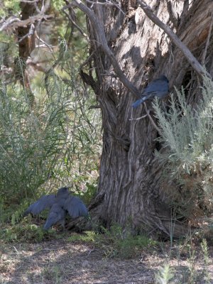 Pinyon Jay young with parent
