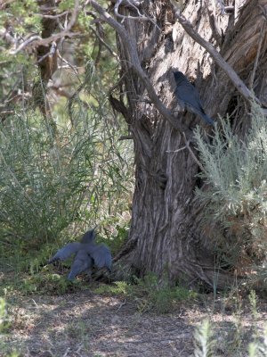 Pinyon Jay young with parent
